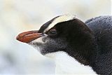 Erect-crested Penguin